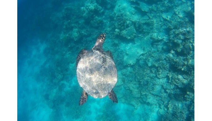 Hotel Mathiveri Thundi Inn poza 40
